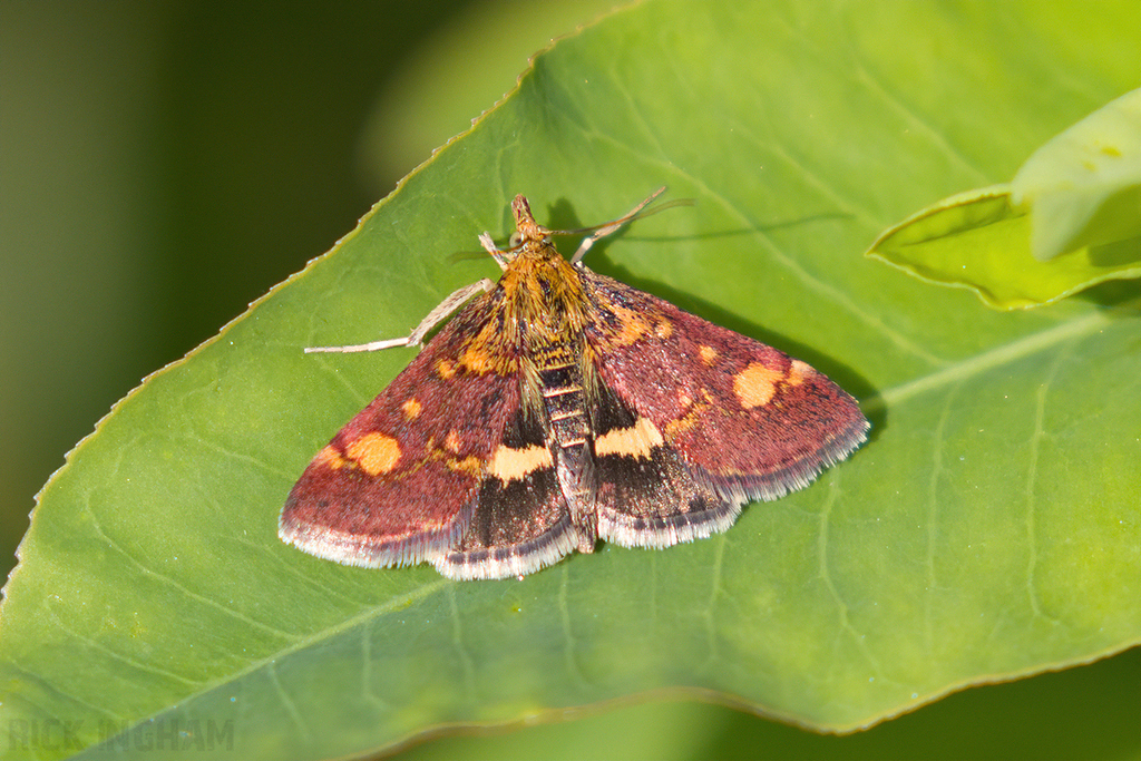 Mint Moth