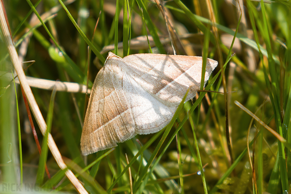 Brown Silver-line Moth