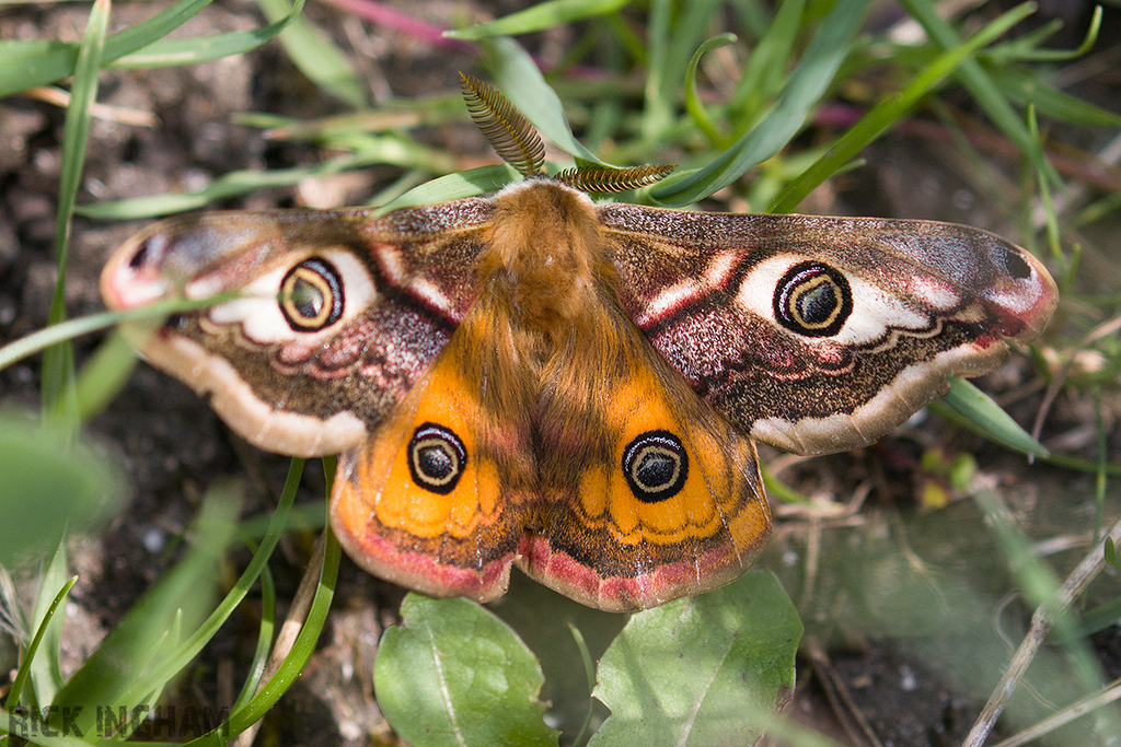 Emperor Moth