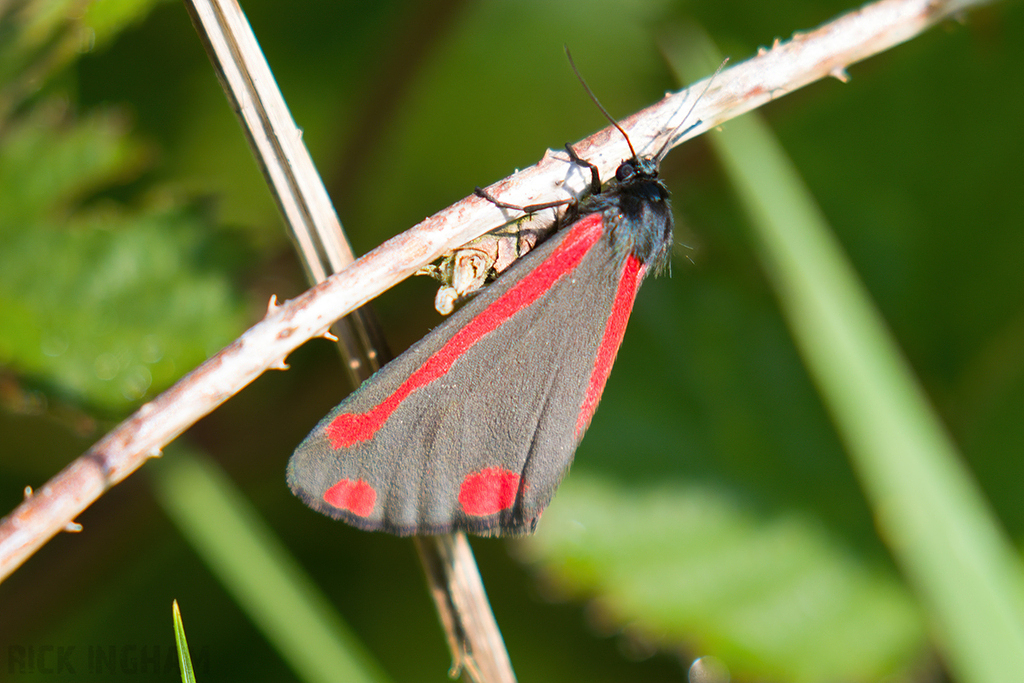 Cinnabar Moth