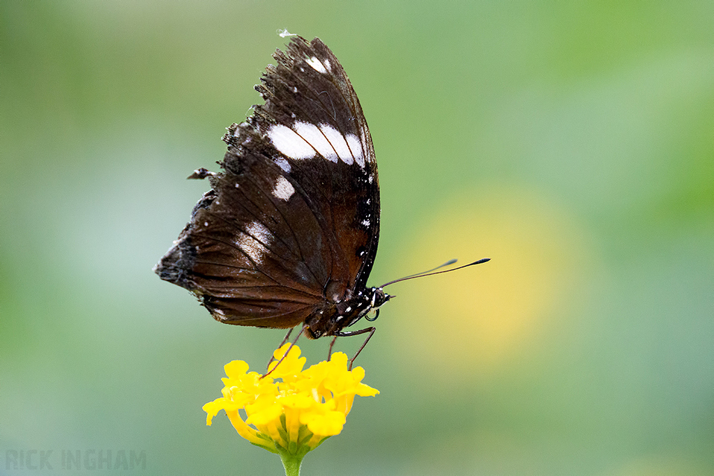 Great Eggfly Butterfly