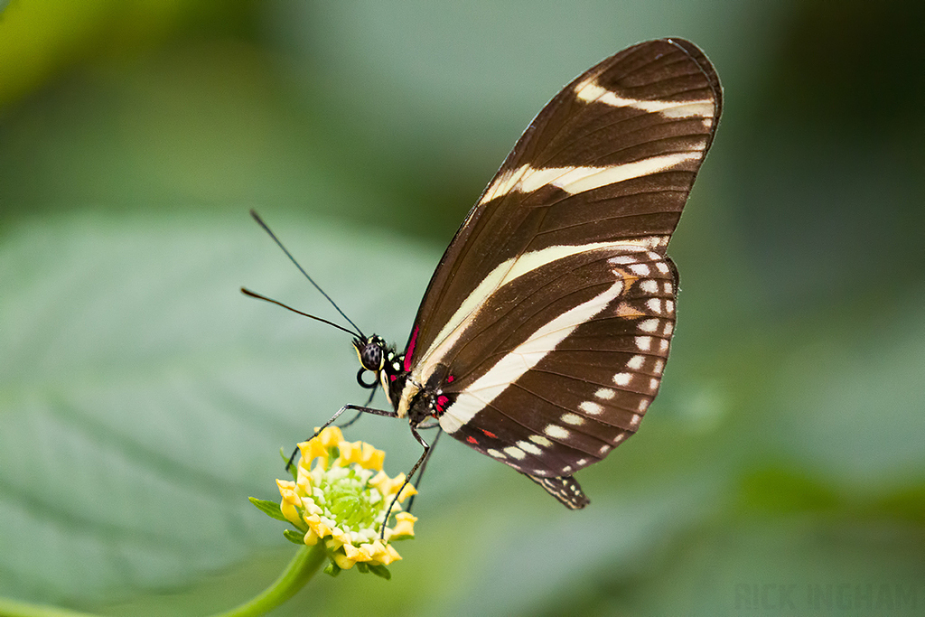 Zebra Longwing Butterfly