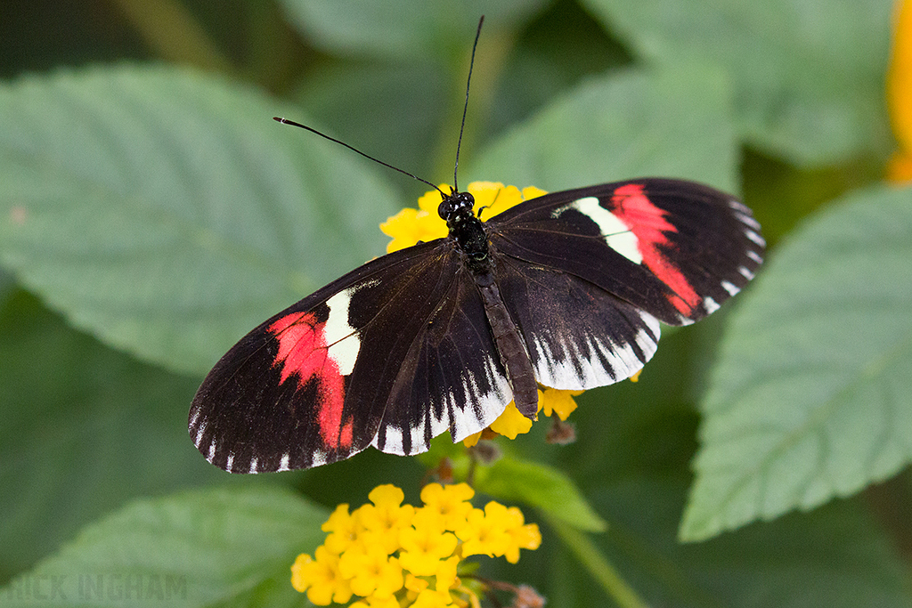 Postman Longwing Butterfly