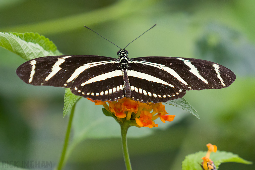 Zebra Longwing Butterfly