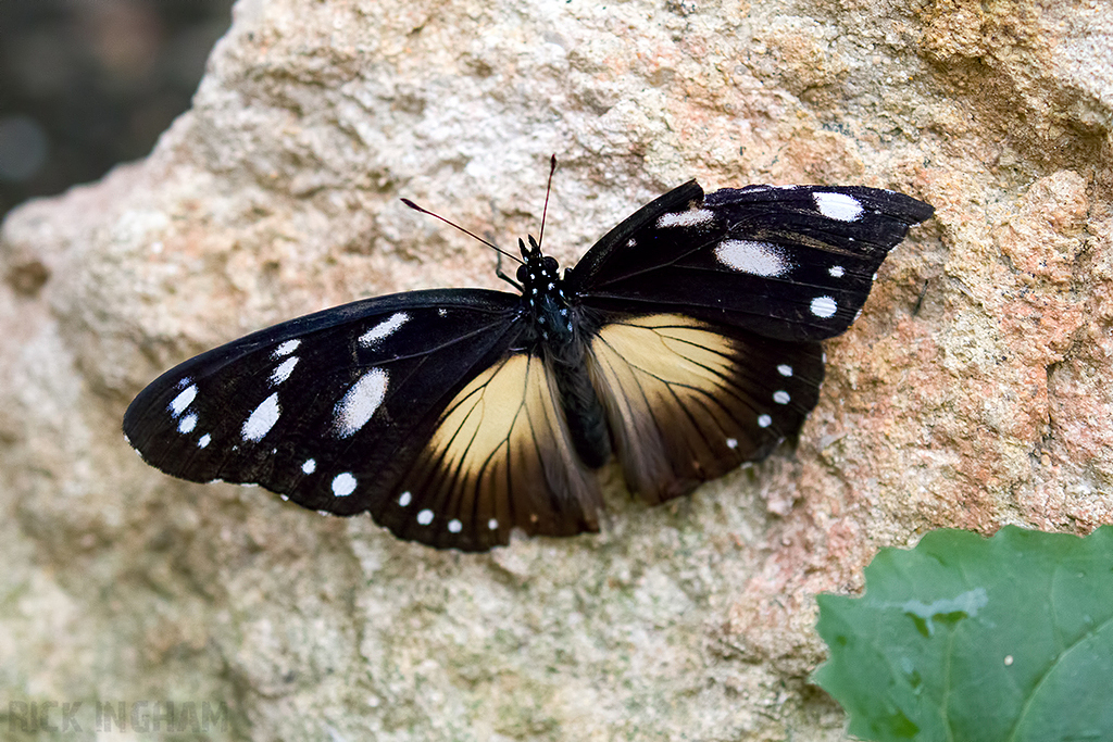 Common Crow Butterfly