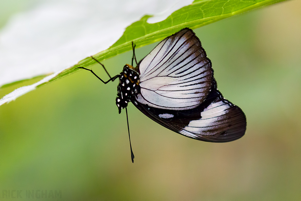 Friar Butterfly