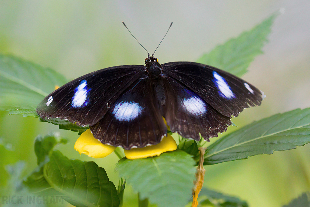 Denaid Eggfly Butterfly