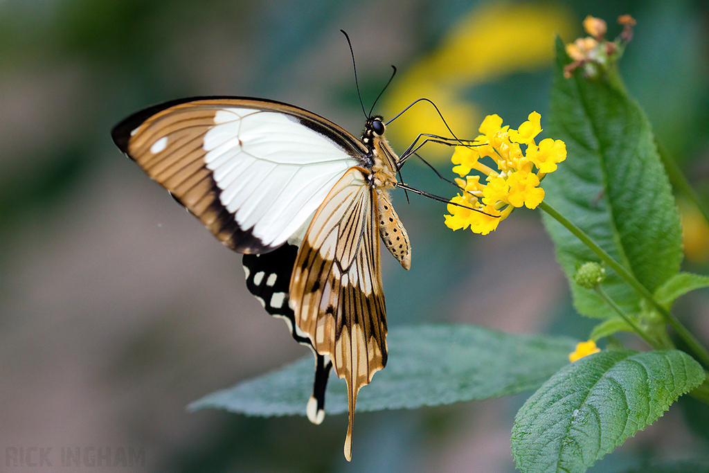 Mocker Swallowtail Butterfly