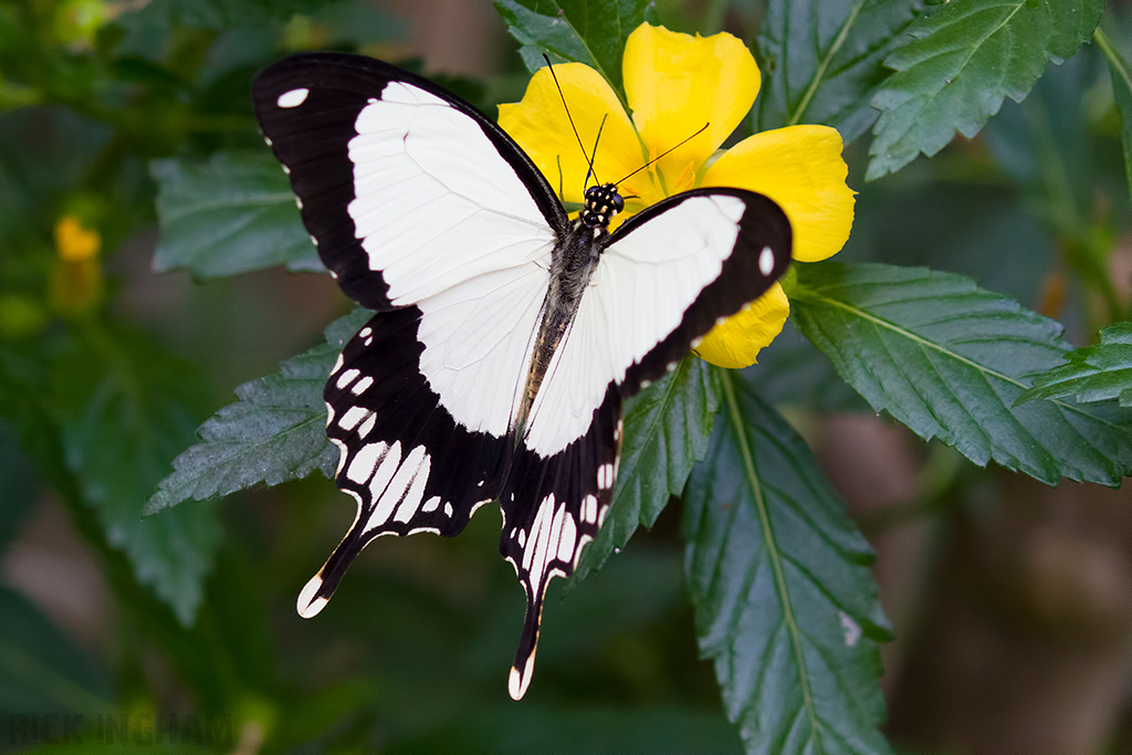 Mocker Swallowtail Butterfly