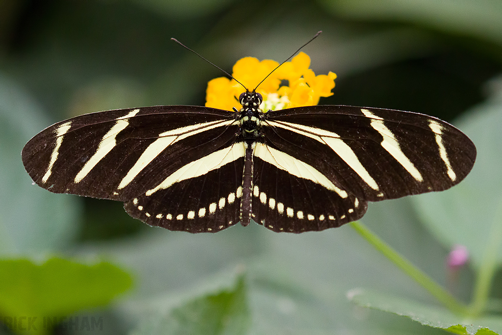 Zebra Longwing Butterfly