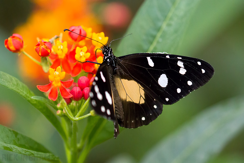 Common Crow Butterfly