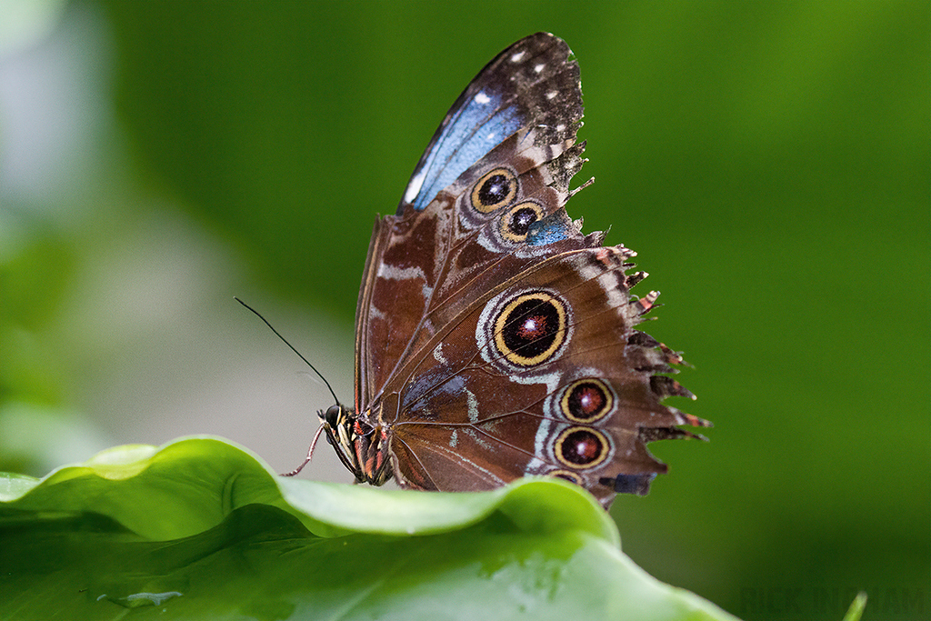 Blue Morpho Butterfly