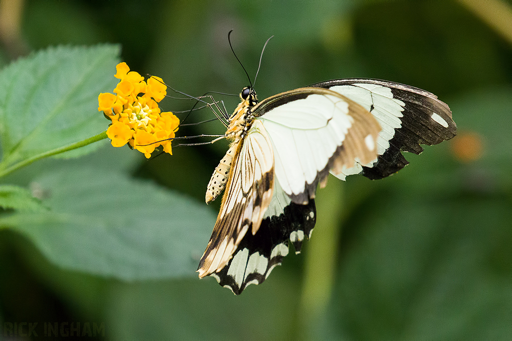 Mocker Swallowtail Butterfly