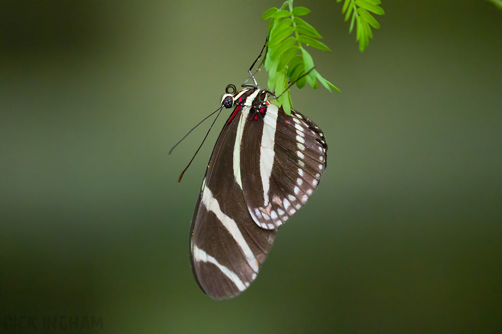 Zebra Longwing Butterfly