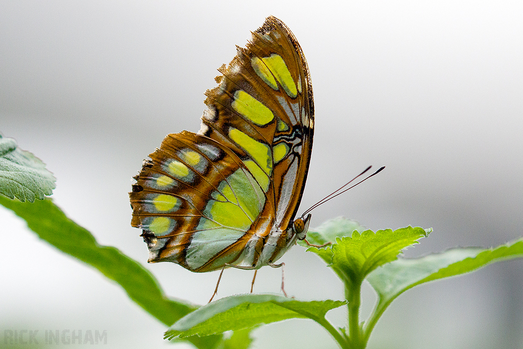 Malachite Butterfly