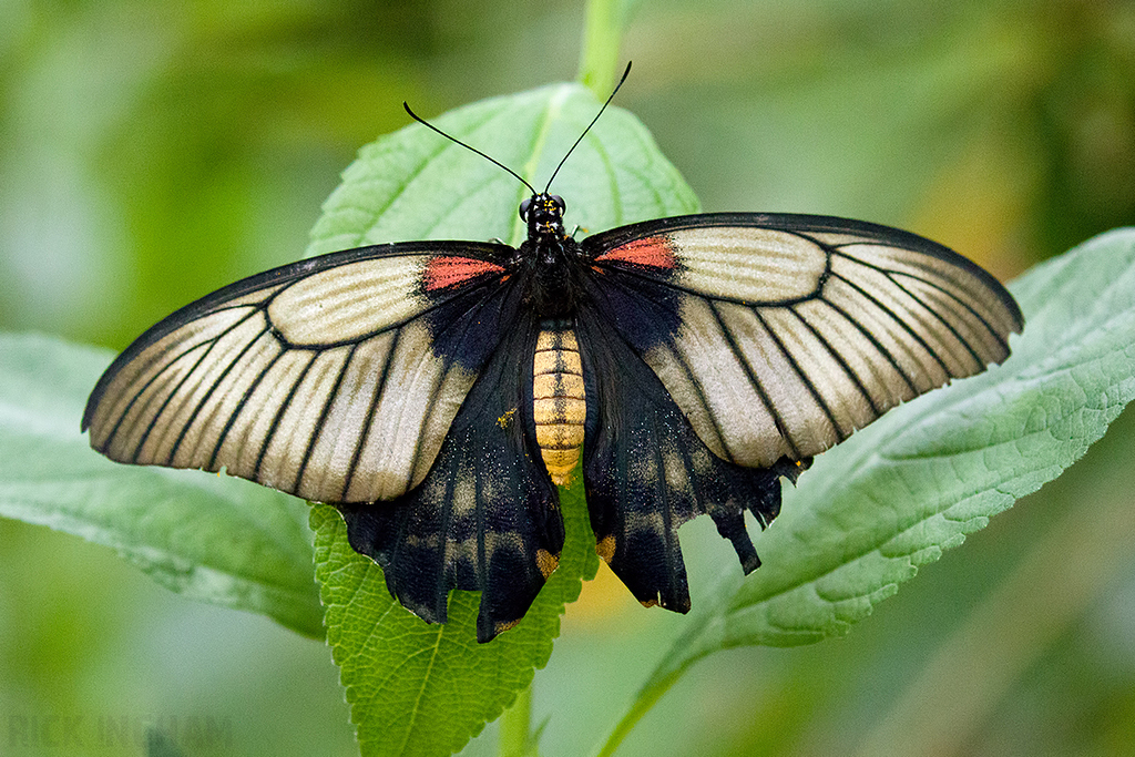 Great Mormon Butterfly