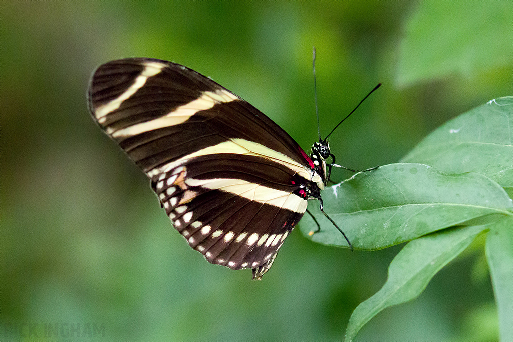 Zebra Longwing Butterfly