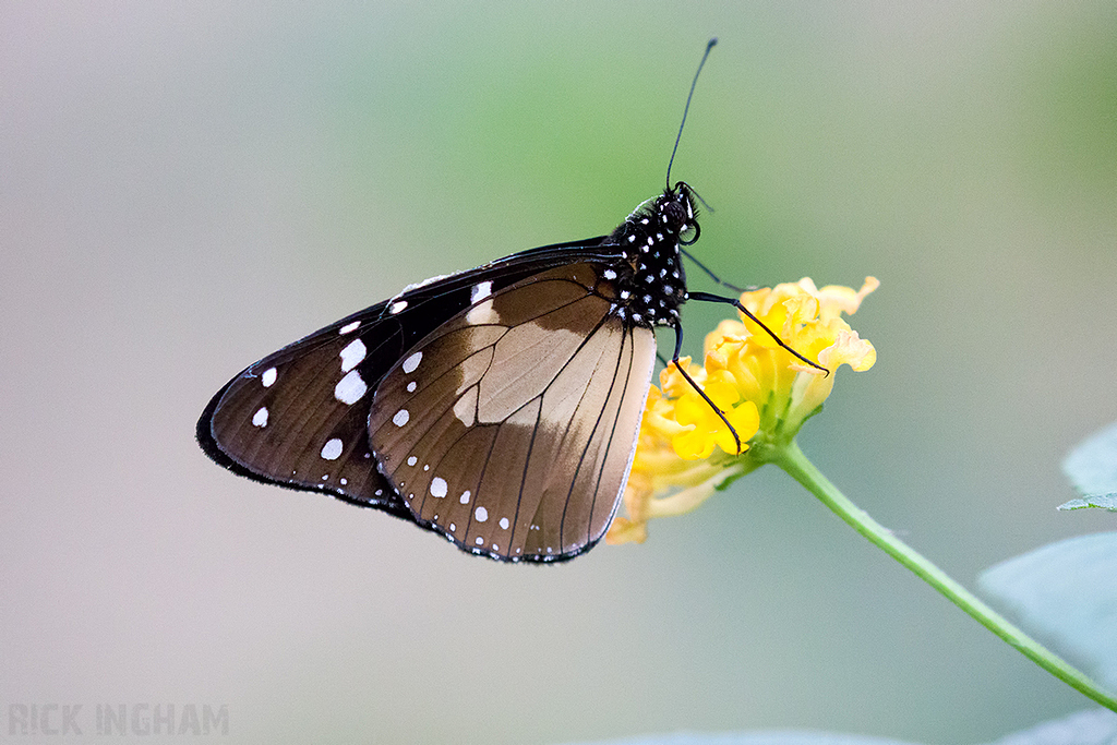 Common Crow Butterfly