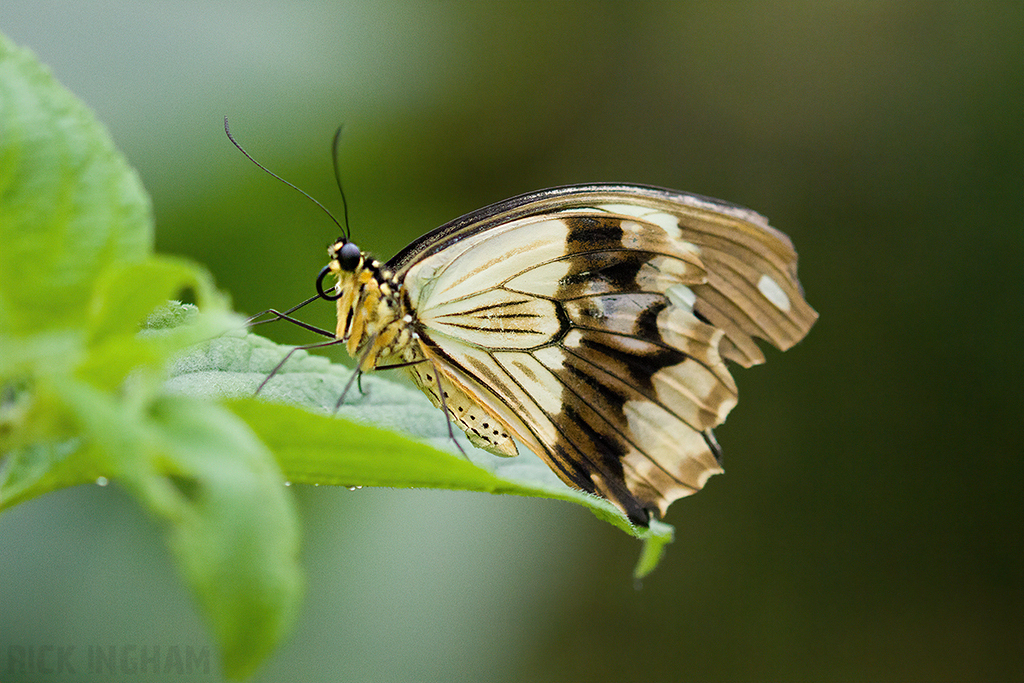 Mocker Swallowtail Butterfly