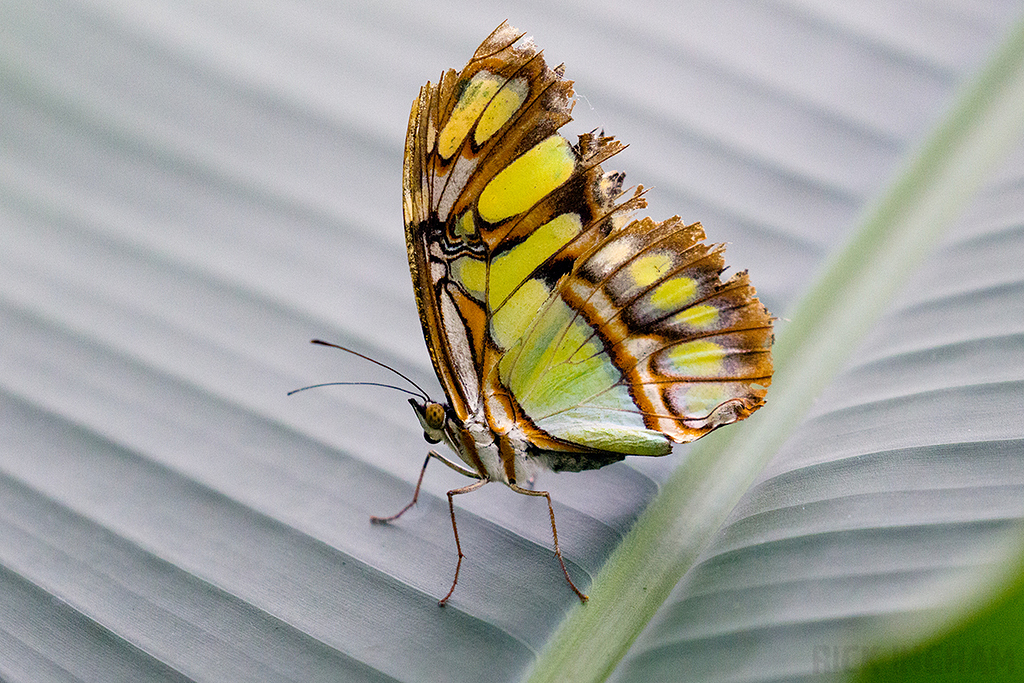 Malachite Butterfly