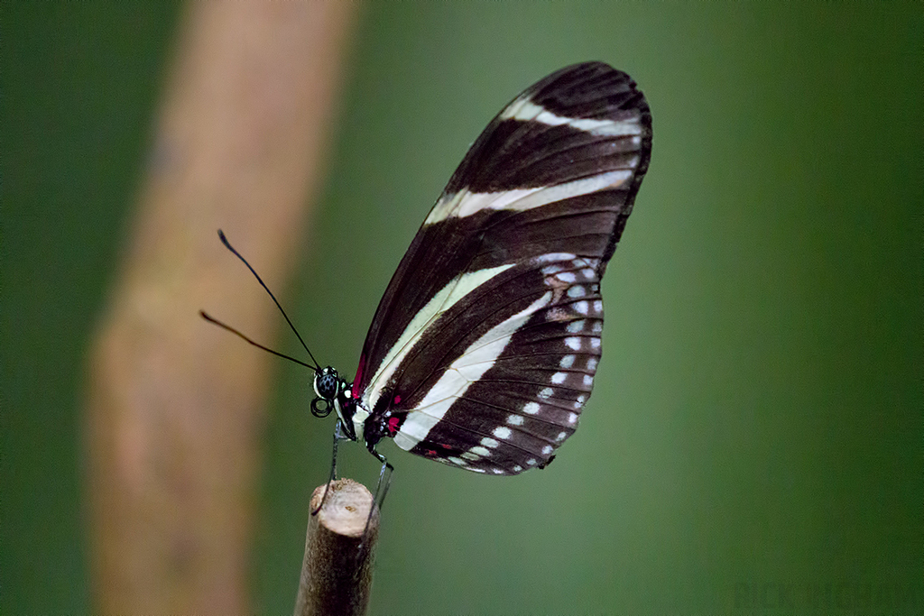 Zebra Longwing Butterfly