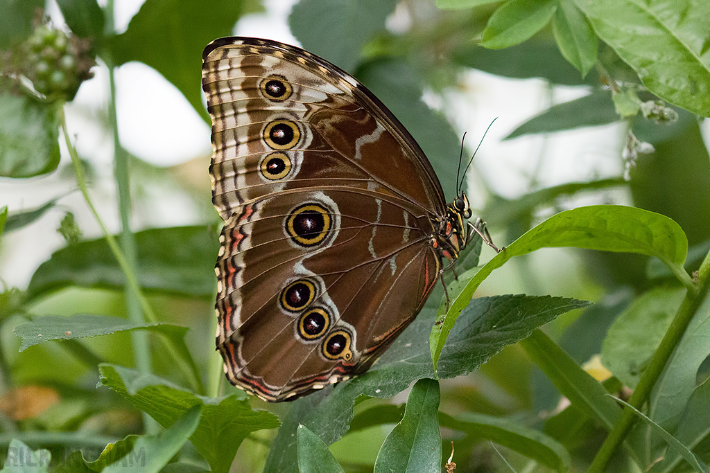 Blue Morpho Butterfly