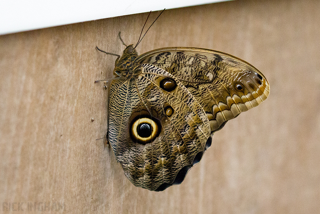 Owl Butterfly