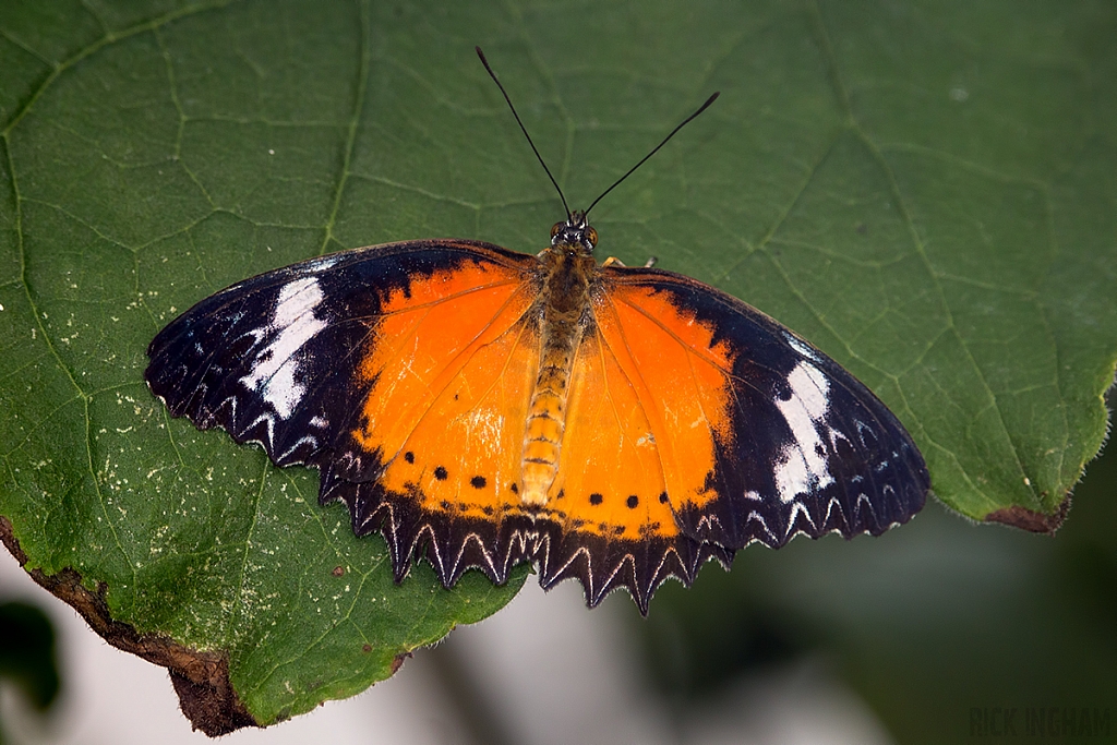 Red Lacewing Butterfly