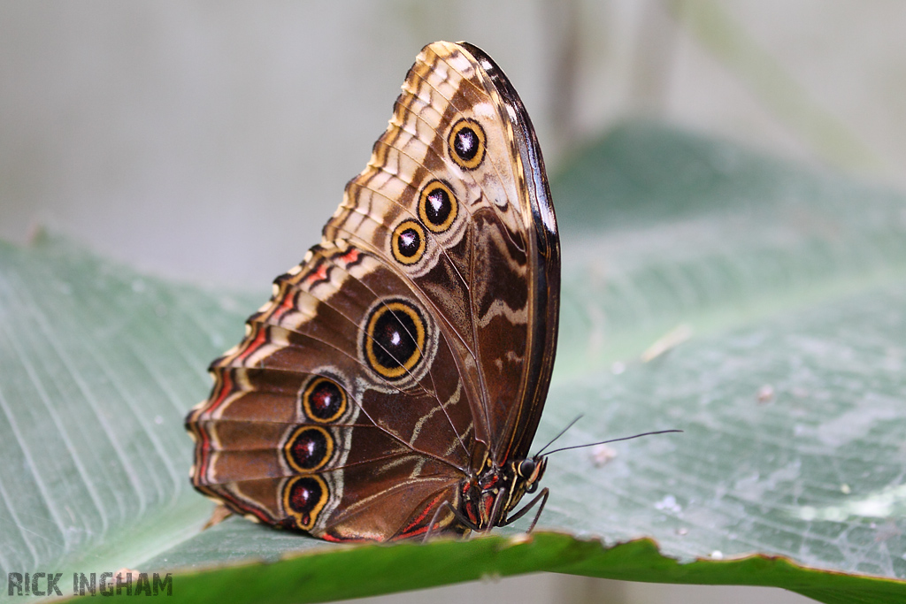 Northern Pearly Eye Butterfly