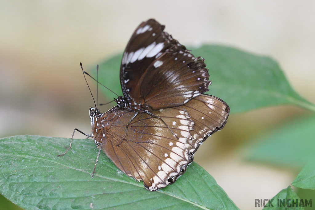 Common Crow Butterfly