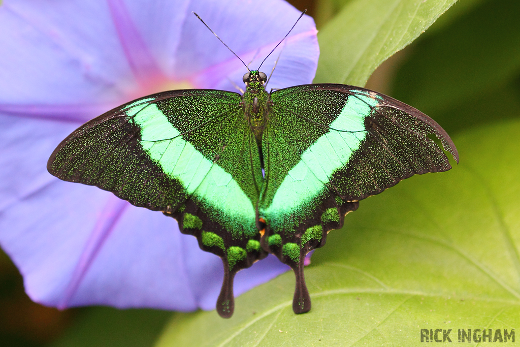 Green-banded Swallowtail Butterfly