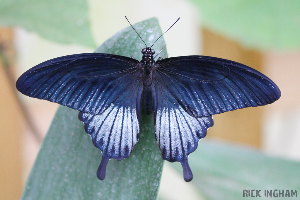 Blue Swallowtail Butterfly