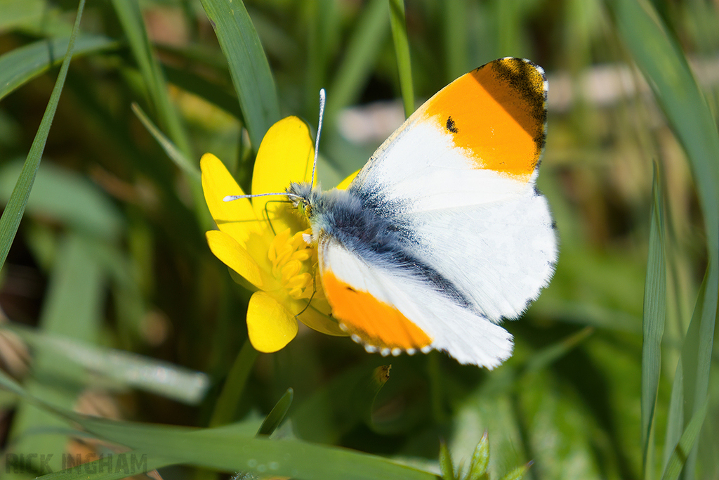 Orange-tip Butterfly