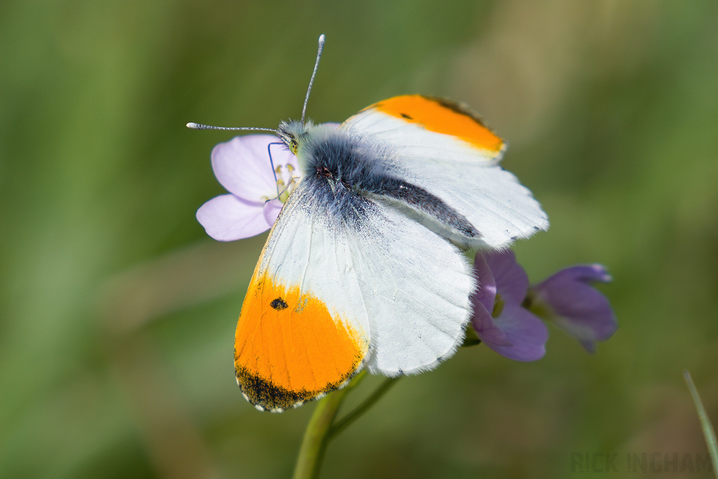 Orange-tip Butterfly