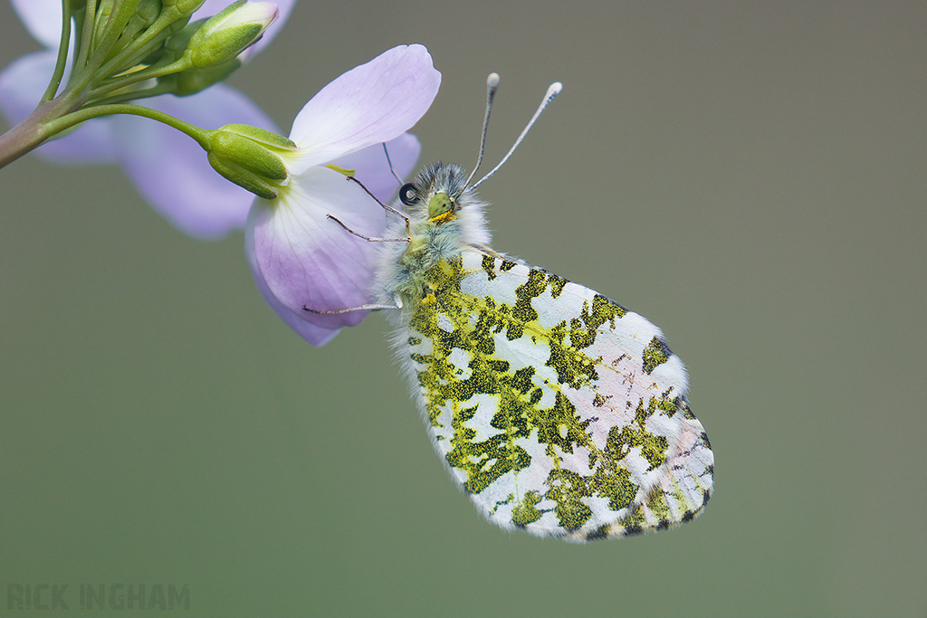 Orange-tip Butterfly