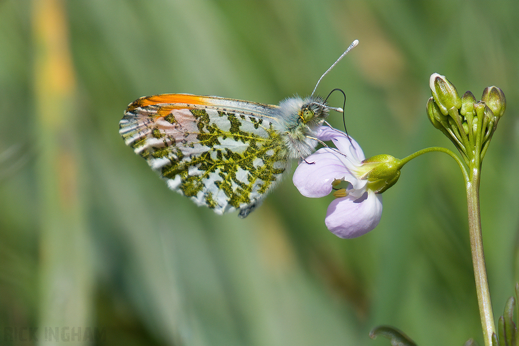 Orange-tip Butterfly