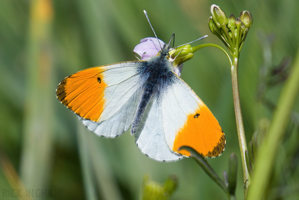 Orange-tip Butterfly