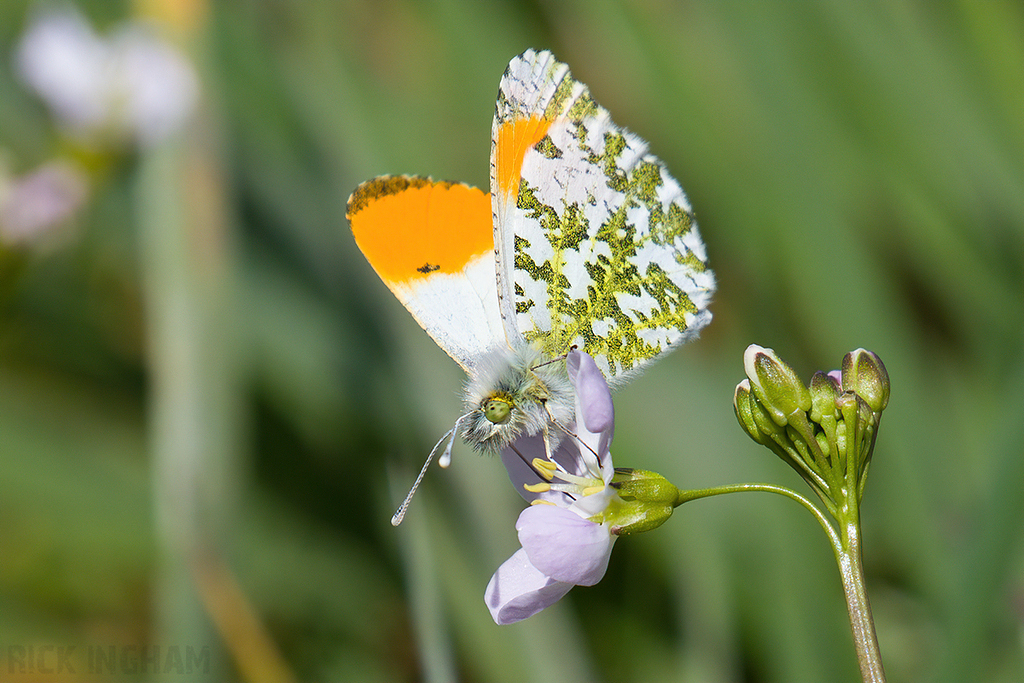 Orange-tip Butterfly