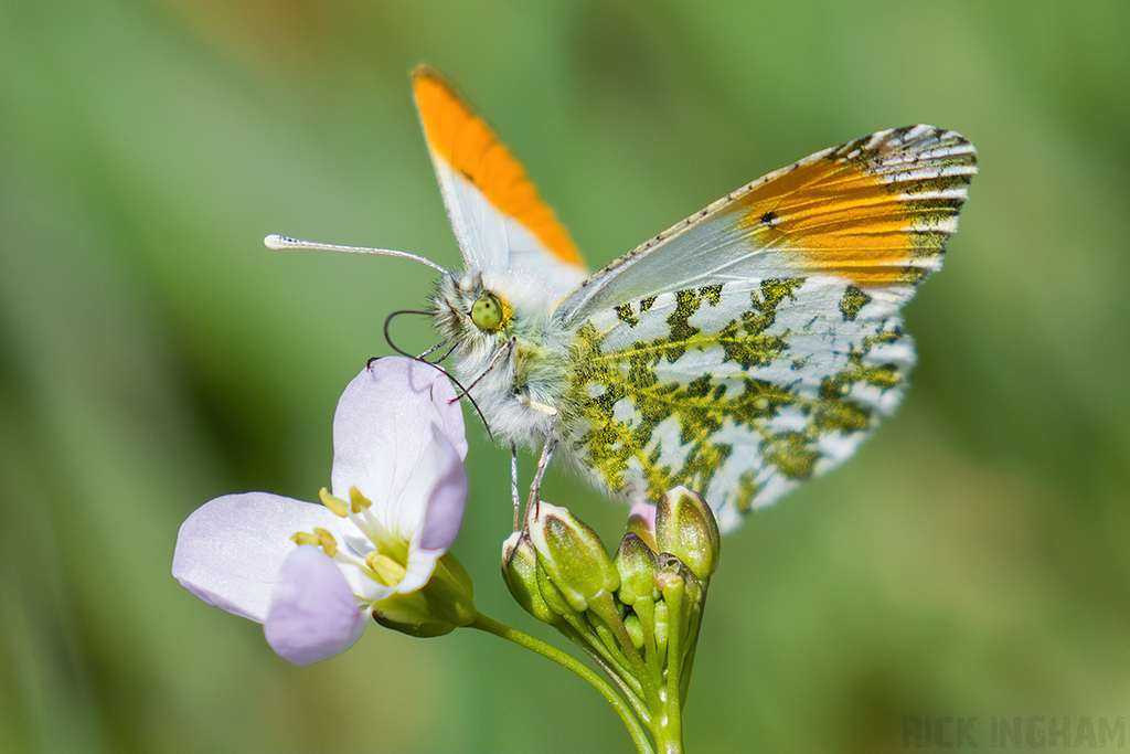 Orange-tip Butterfly