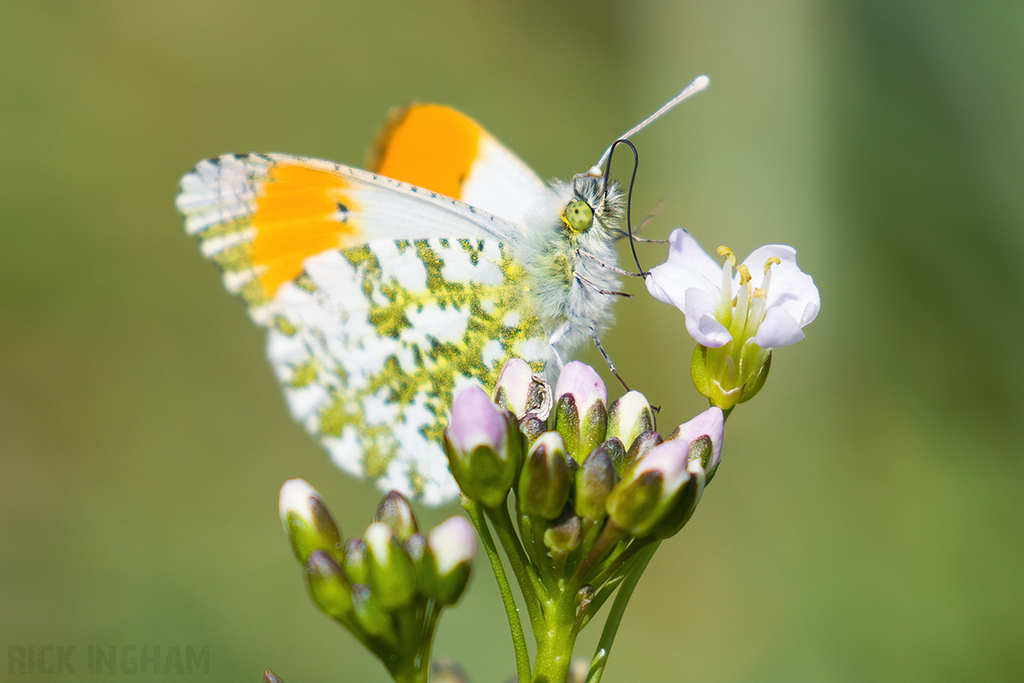 Orange-tip Butterfly