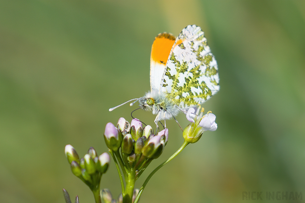 Orange-tip Butterfly