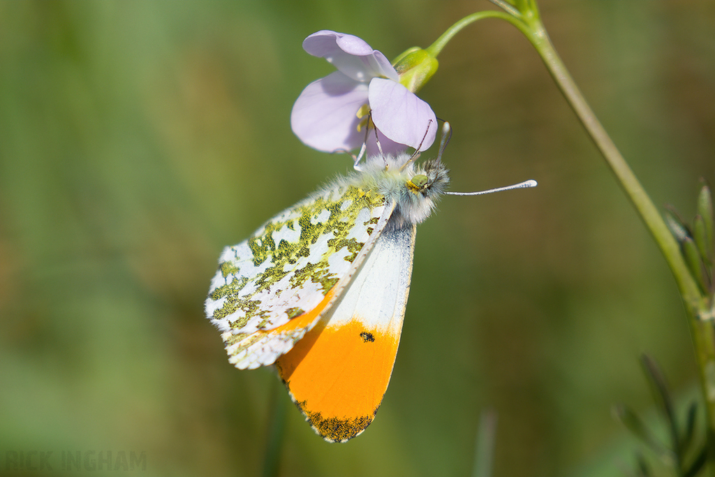 Orange-tip Butterfly