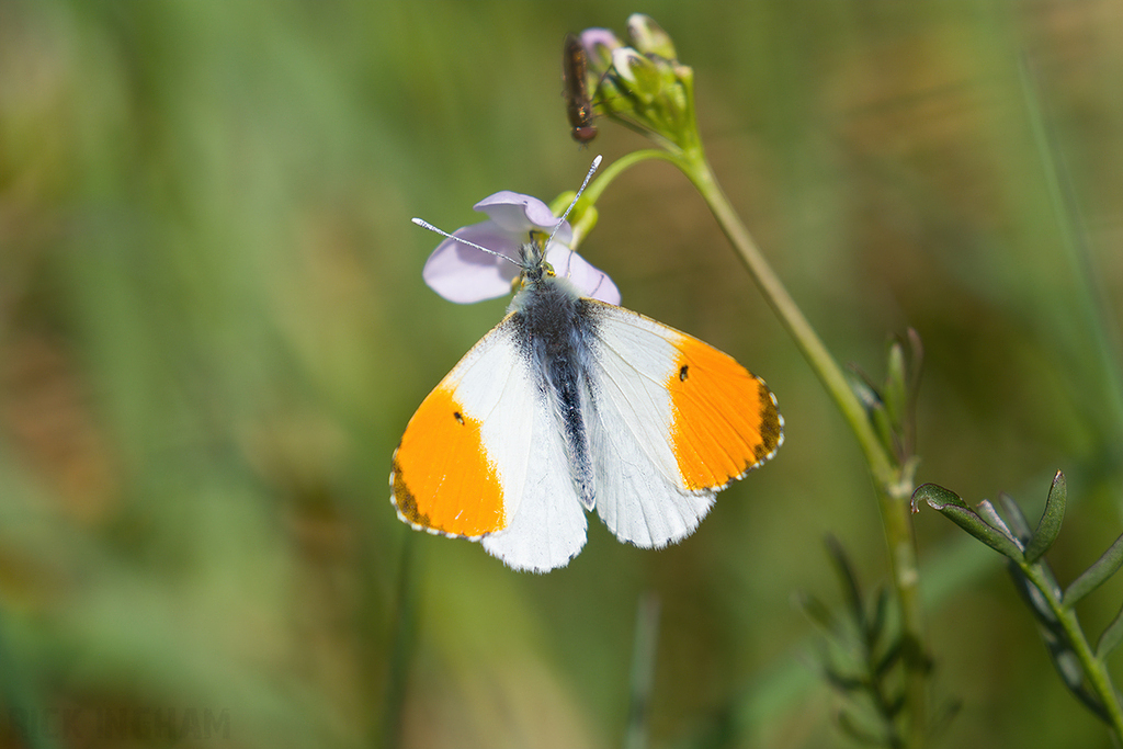 Orange-tip Butterfly