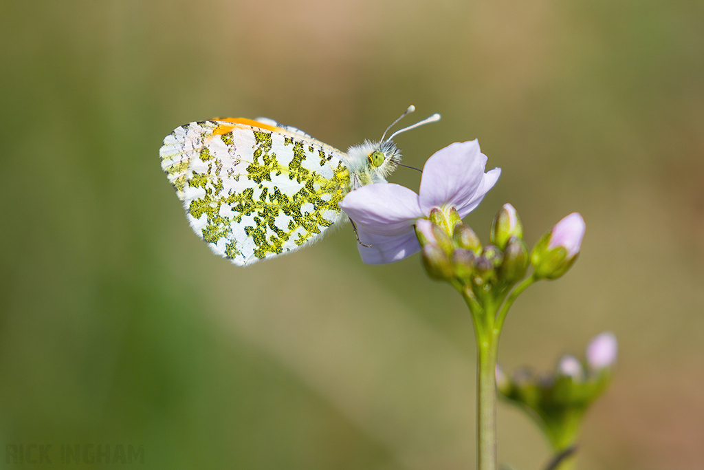 Orange-tip Butterfly