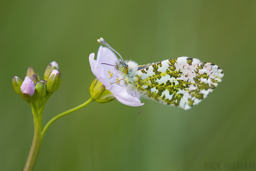 Orange-tip Butterfly