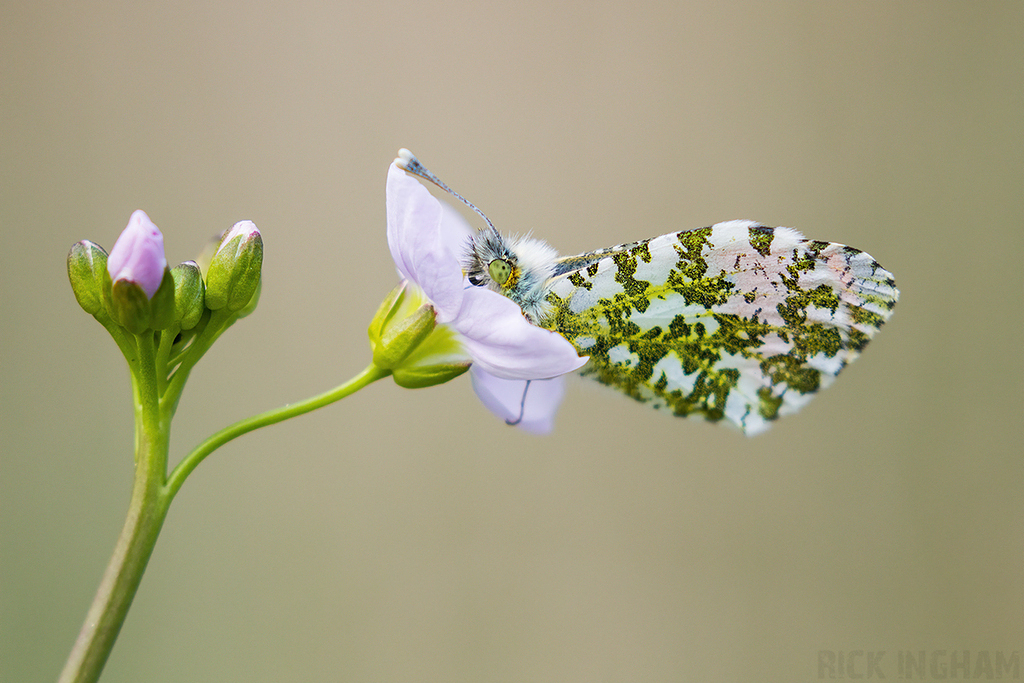 Orange-tip Butterfly