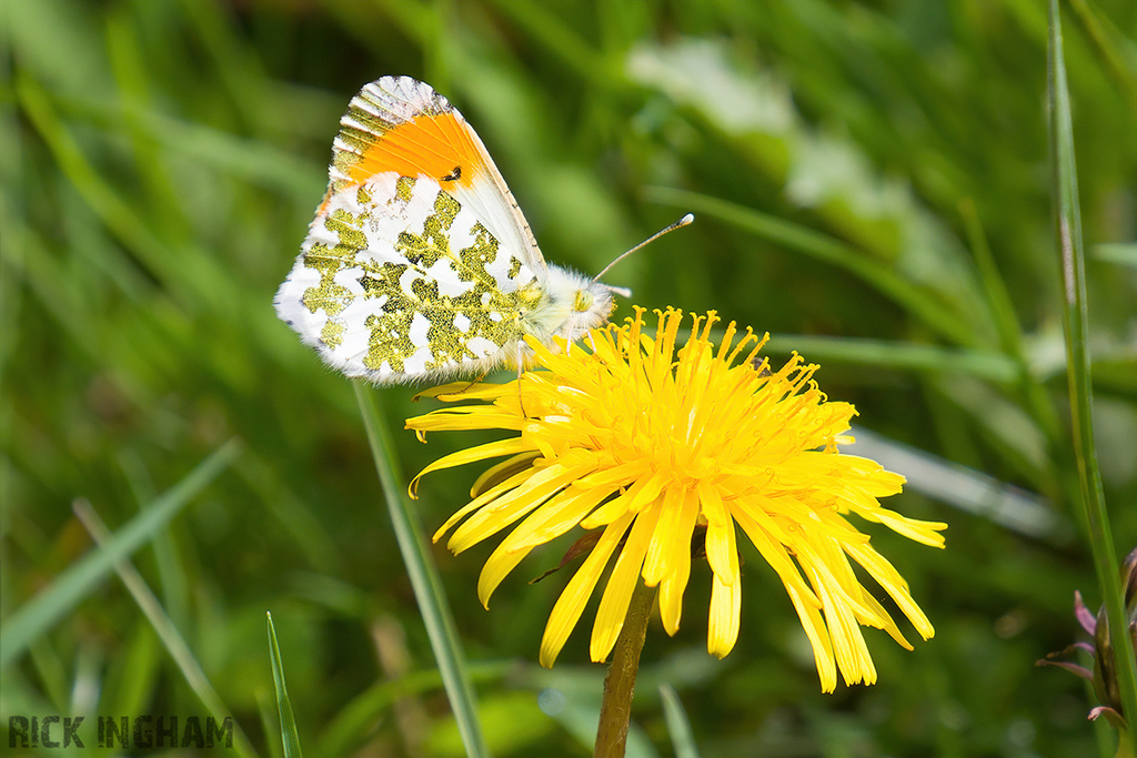 Orange-tip Butterfly