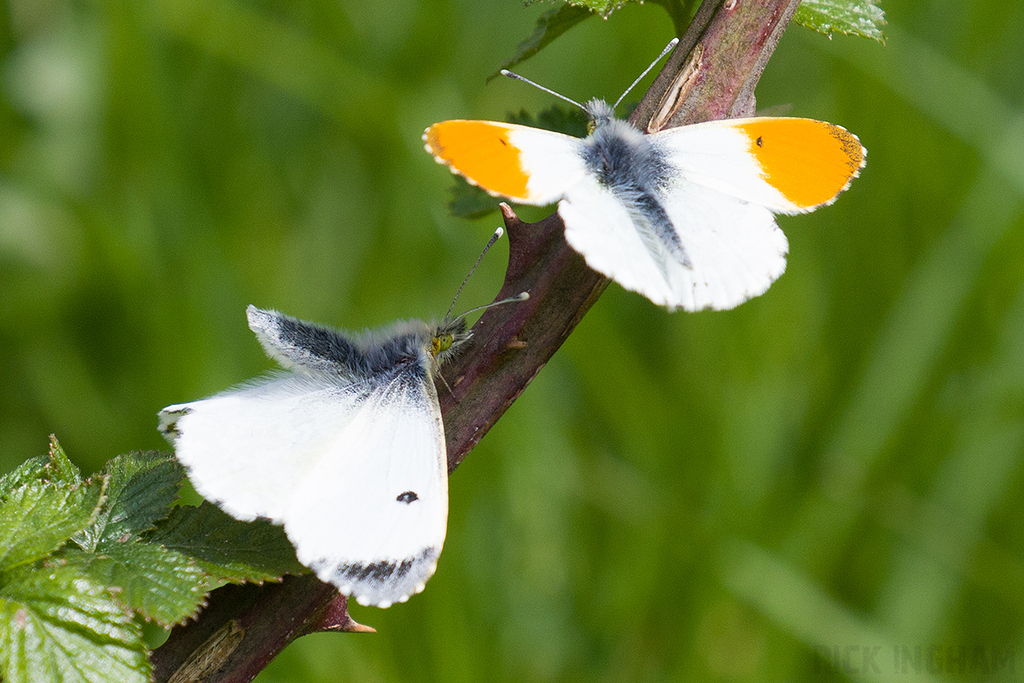 Orange-tip Butterfly | Male + Female