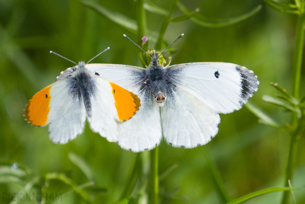 Orange-tip Butterfly | Male + Female