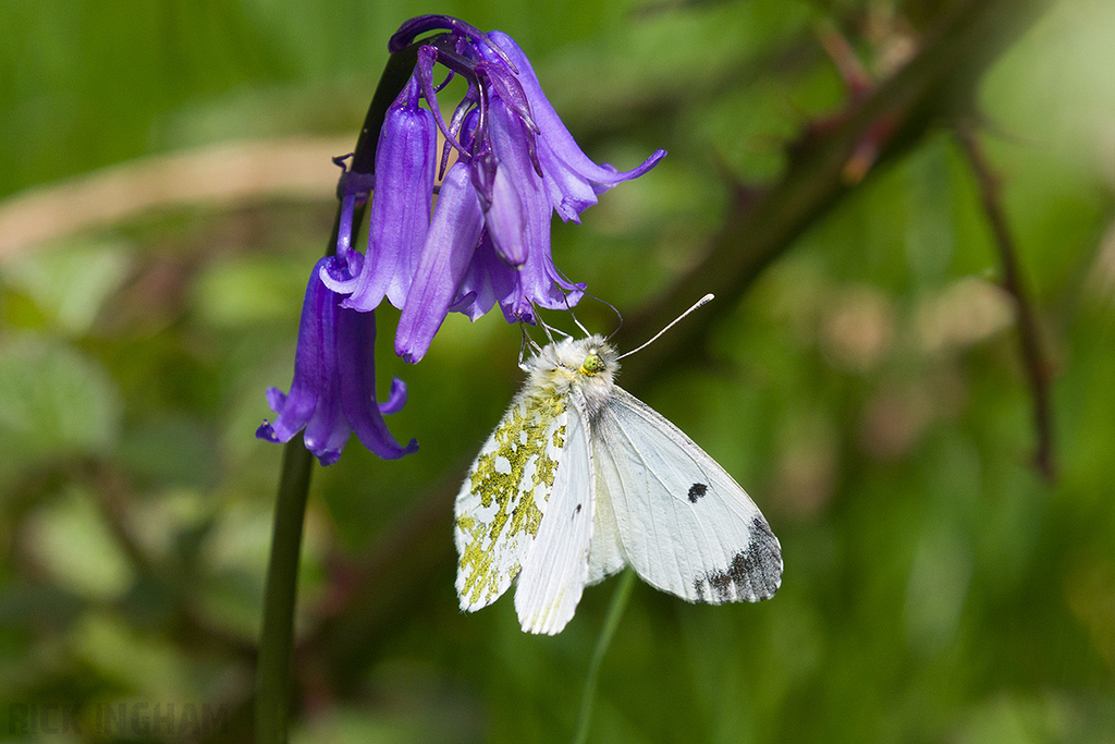 Orange-tip Butterfly | Female